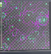 First results of two species interacting for Evolving Virtual Ecosystem project